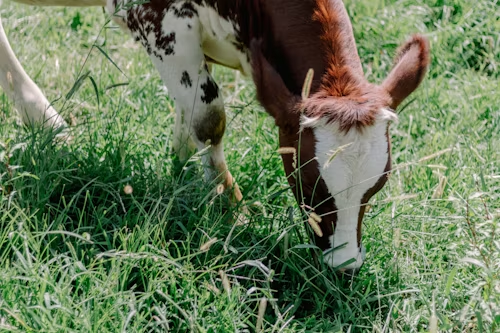 草飼牛與穀飼牛